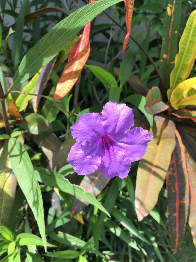 סמיניאק Indah Homestay מראה חיצוני תמונה